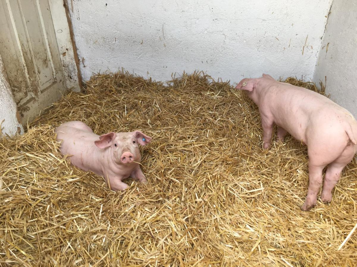 Vorderponholz Ferienwohnungen Ramsau bei Berchtesgaden Zewnętrze zdjęcie